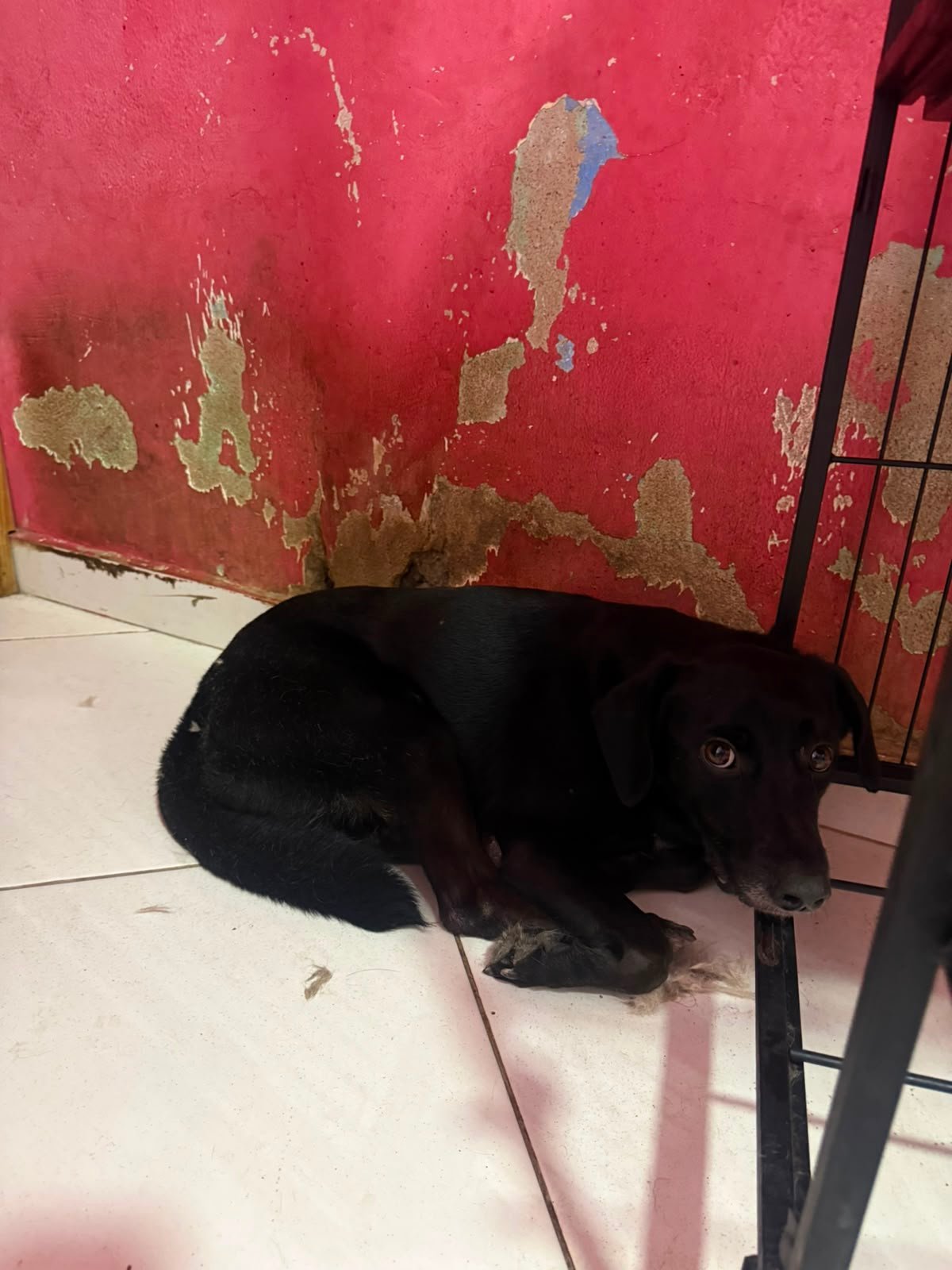 Negao, cão para adoção