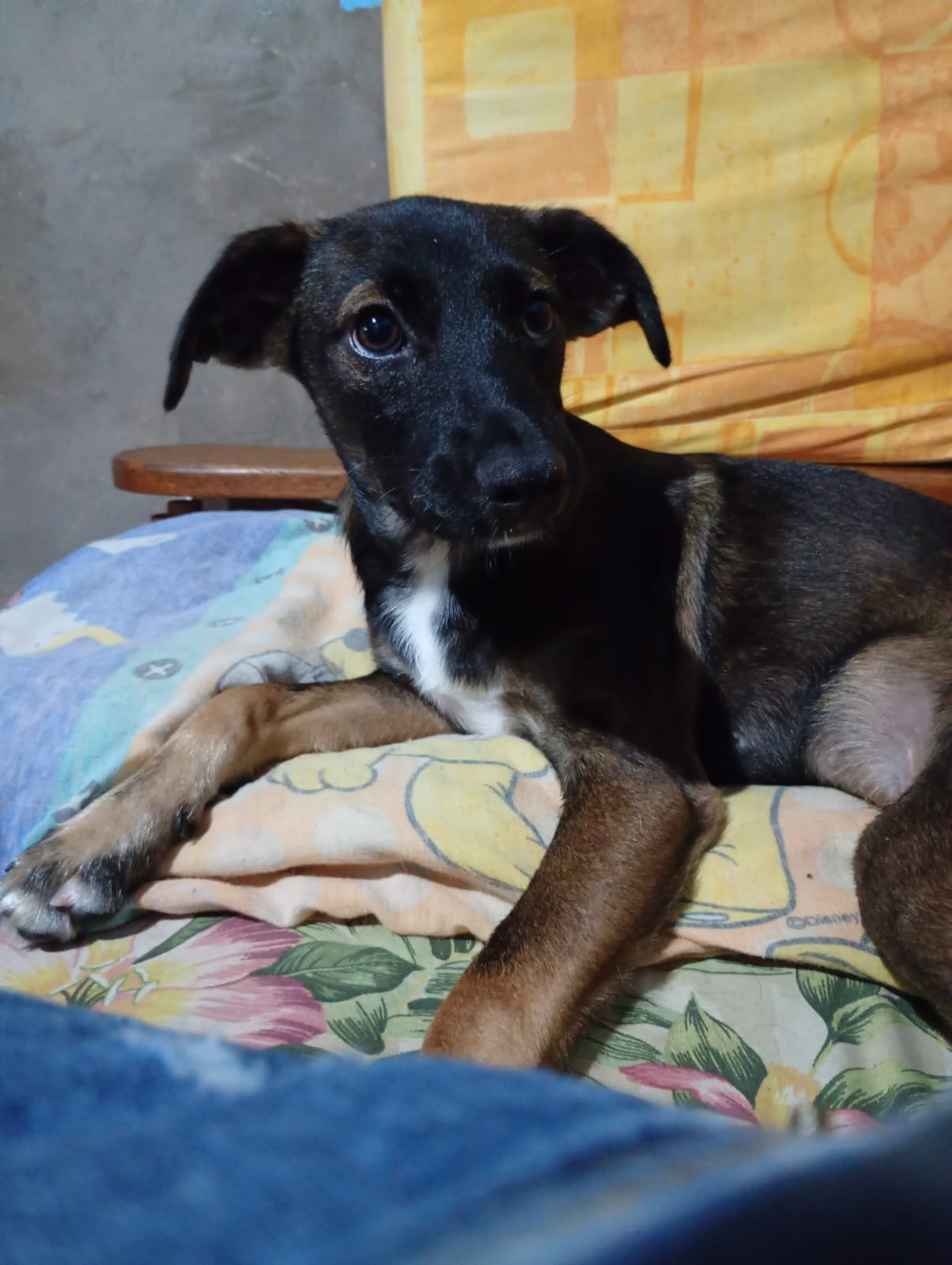 Kebinho, cão para adoção